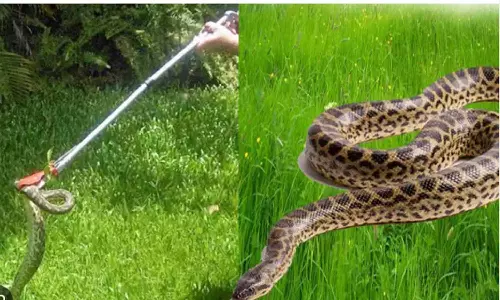 ஒரே நாளில் 3 பாம்புகள் மீட்பு