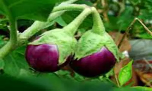 இலவம்பாடி முள்கத்தரிக்காய் ஏற்றுமதிக்கு பயிற்சி