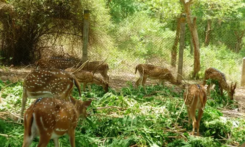 ஆயுதபூஜையொட்டி 4 நாட்களில் அமிர்தி பூங்காவுக்கு 2,700 பேர் வருகை