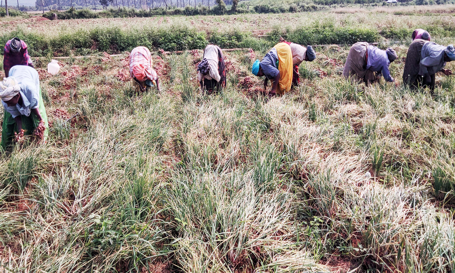 விலை அதிகரிப்பால் சின்னமனூரில் வெங்காய அறுவடை பணிகள் தீவிரம்
