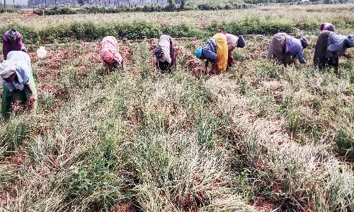 விலை அதிகரிப்பால் சின்னமனூரில் வெங்காய அறுவடை பணிகள் தீவிரம்