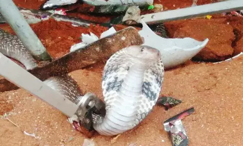 நத்தத்தில் வீட்டில் புகுந்த நல்லபாம்பு