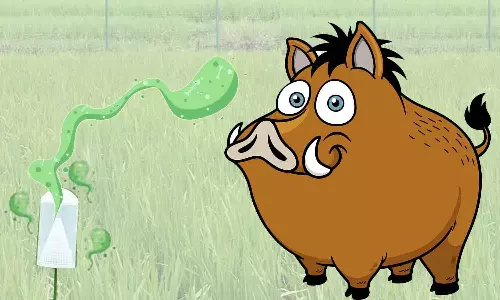 பயிர்களை சேதப்படுத்துவதால் கவலை காட்டுப்பன்றிகளை  கட்டுப்படுத்த புதிய முறையை கையாளும் விவசாயிகள்