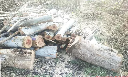 வனப்பகுதியில் தைலமரம் வெட்டி கடத்த முயற்சி