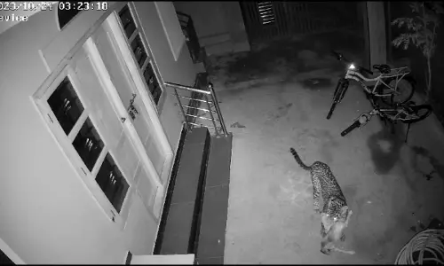 குடியிருப்புக்குள் புகுந்து வளர்ப்பு நாயை வேட்டையாடிய சிறுத்தை