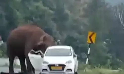 கோத்தகிரி மலைப்பாதையில் காரை வழிமறித்து சூறையாடிய ஒற்றை காட்டு யானை
