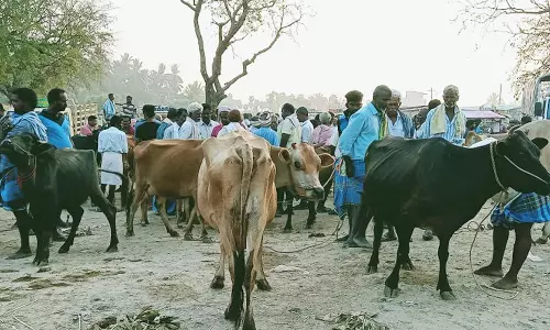 புளுதியூர் வாரசந்தையில்  ரூ.40 லட்சத்திற்கு கால்நடைகள் விற்பனை