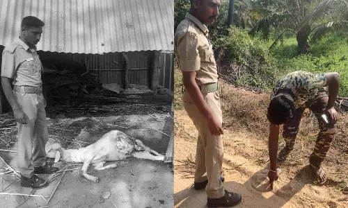 ஆட்டை கடித்துக்கொன்ற சிறுத்தையால் பரபரப்பு: கூண்டு வைத்து பிடிக்க பொதுமக்கள் கோரிக்கை