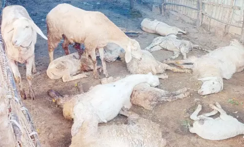 மர்ம விலங்கு கடித்து 9 ஆடுகள் பலி