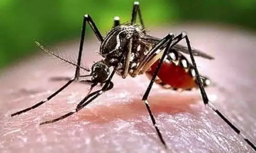 தாராபுரத்தில் வேகமாக பரவும் டெங்கு காய்ச்சல் - சிறுமி-2 ஆசிரியைகள் பாதிப்பு