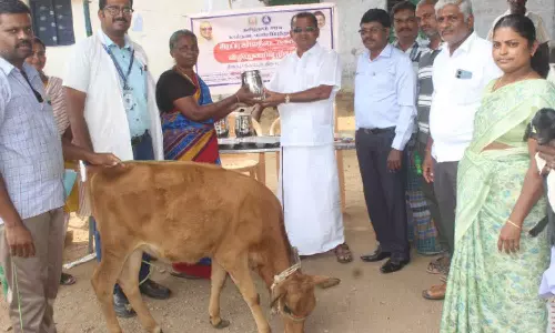 பரமசிவம்பாளையத்தில் கால்நடை சுகாதாரம்- விழிப்புணர்வு முகாம்