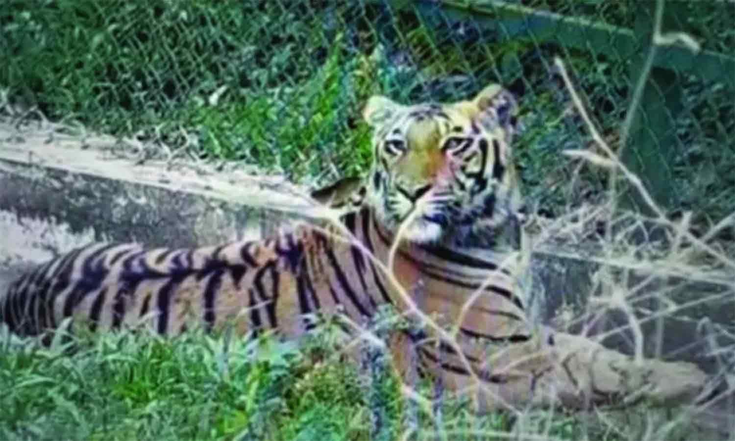 வனச்சரகத்தில் பராமரிக்கப்படும் புலியை வனத்தில் விடுவது தொடர்பாக வனத்துறையினர் ஆலோசனை