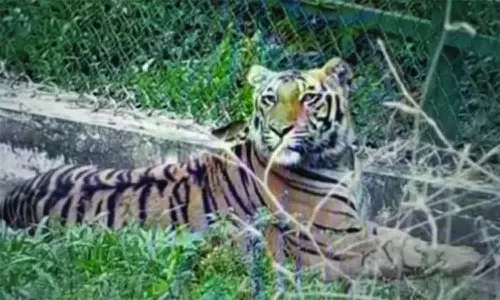 வனச்சரகத்தில் பராமரிக்கப்படும் புலியை வனத்தில் விடுவது தொடர்பாக வனத்துறையினர் ஆலோசனை