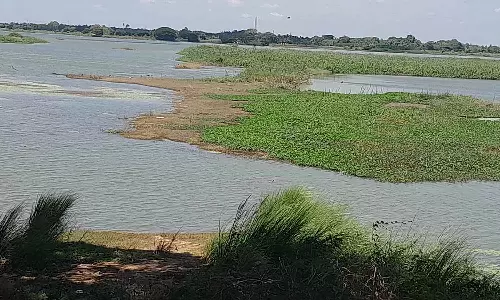 வறண்டு வரும் வீராணம் ஏரி: சென்னையில் குடிநீர் தட்டுப்பாடு உருவாகும் அபாயம்