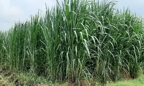 திண்டுக்கல் அருகே தீவனப்புல் சாகுபடியில் விவசாயிகள் ஆர்வம்