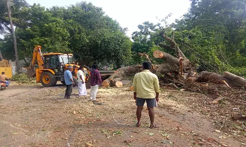 மரக்காணத்தில் மரம் விழுந்து மின் கம்பங்கள் உடைந்தது