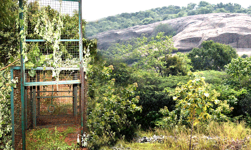 சிறுத்தையை பிடிக்க வனத்துறையினர் தீவிர தேடுதல் வேட்டை