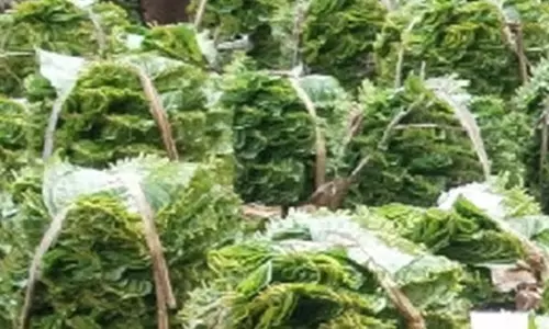 உற்பத்தி அதிகரிப்பால் வெற்றிலை விலை வீழ்ச்சி