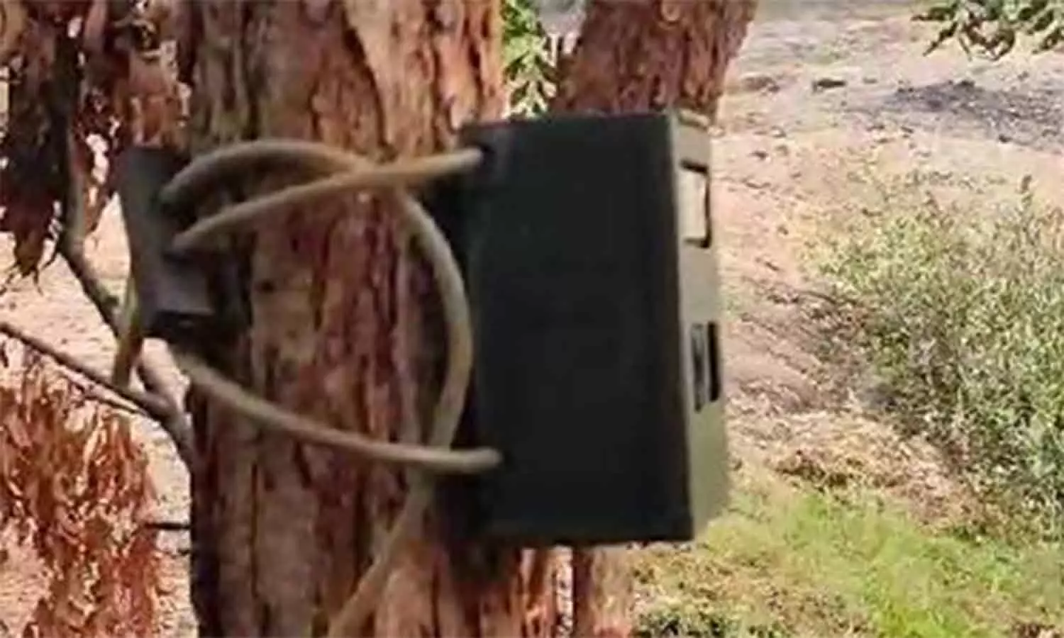 ஒரு மாதமாக ஆடுகளை கொன்று வரும் சிறுத்தையை பிடிக்க நடவடிக்கை எடுக்க வேண்டும்- கிராம மக்கள் கோரிக்கை ஒரு மாதமாக ஆடுகளை கொன்று வரும் சிறுத்தையை பிடிக்க நடவடிக்கை எடுக்க வேண்டும்- கிராம மக்கள் கோரிக்கை