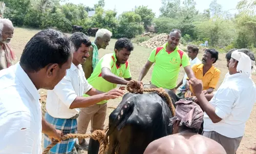 கிணற்றில் விழுந்த பசுமாடு உயிருடன் மீட்பு