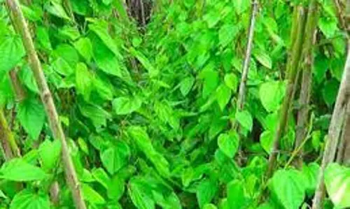 வெற்றிலை விலை வீழ்ச்சி