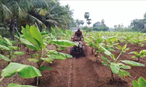 வாழை சாகுபடியில் எந்திரம் மூலம் களை மேலாண்மை பணி