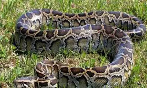 ஏரியில் உலாவி கொண்டிருந்த 10 அடி நீள மலைப்பாம்பை பிடித்த தீயணைப்பு வீரர்கள்: சங்கராபுரம் காட்டில் விட்டனர்