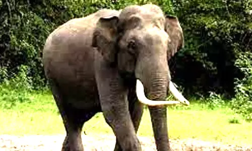 பேரூர் அருகே யானை துரத்தியதால் வனத்திற்குள் சென்ற வடமாநில வாலிபர்கள்