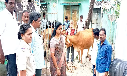 சாலையில் சுற்றிய 16 மாடுகள் பிடிபட்டன