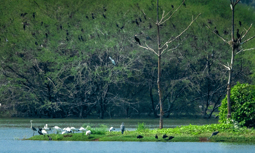 2 ஆயிரம் பள்ளி மாணவர்கள் வெள்ளோடு பறவைகள் சரணாலயத்தை பார்வையிட்டுள்ளனர்