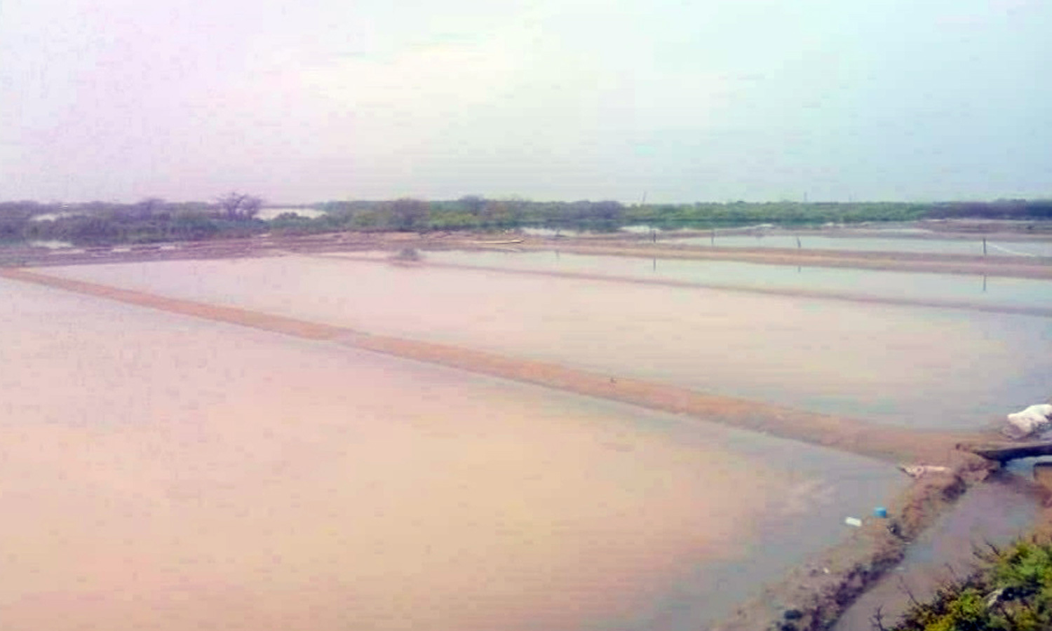 தூத்துக்குடியில் கனமழை: தண்ணீரில் மூழ்கிய உப்பளங்கள்