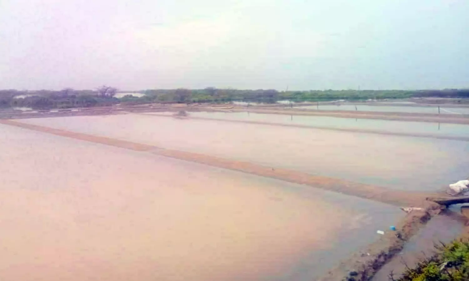 தூத்துக்குடியில் கனமழை: தண்ணீரில் மூழ்கிய உப்பளங்கள் தூத்துக்குடியில் கனமழை: தண்ணீரில் மூழ்கிய உப்பளங்கள்