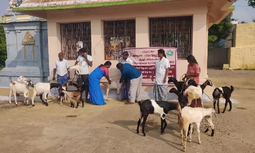 கால்நடை நோய் தடுப்பூசி முகாம்