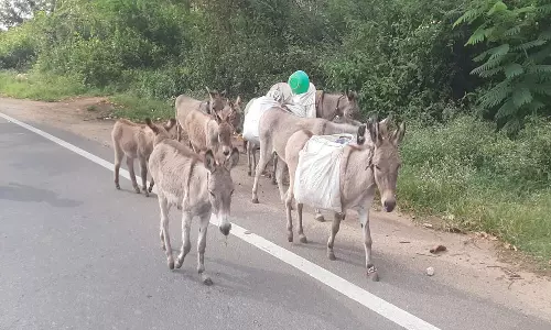 சாணார்பட்டி பகுதியில் கழுதை பால் விற்பனை அமோகம்