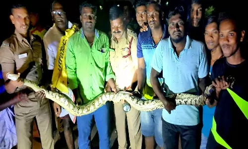 14 அடி நீள மலை பாம்பு மீட்பு