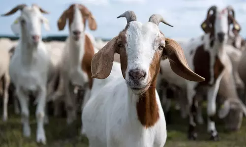 ஆடு திருடிய 5 பேர் கைது