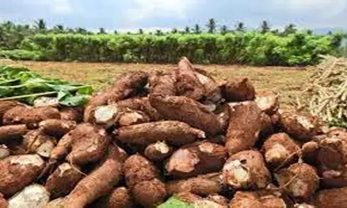 பரமத்திவேலூர் வட்டாரத்தில் மரவள்ளி கிழங்கின் விலை டன் ஒன்றுக்கு ரூ. 1000-க்கு சரிவு