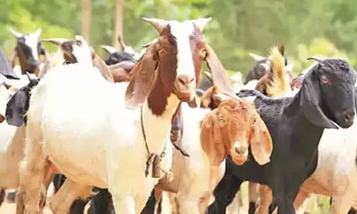 தீபாவளி பண்டிகை நெருங்குவதால் ஆடுகளுக்கு கடும் கிராக்கி -விவசாயிகள் மகிழ்ச்சி