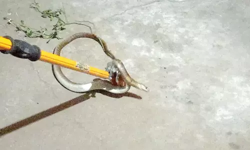 வீட்டிற்குள் புகுந்த பாம்பு பிடிபட்டது