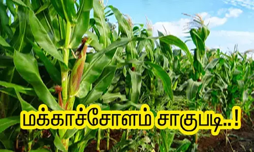 பருவமழை கைகொடுக்கும்   நம்பிக்கையில்  மானாவாரியாக மக்காச்சோளம் சாகுபடி செய்ய விவசாயிகள் ஆர்வம்
