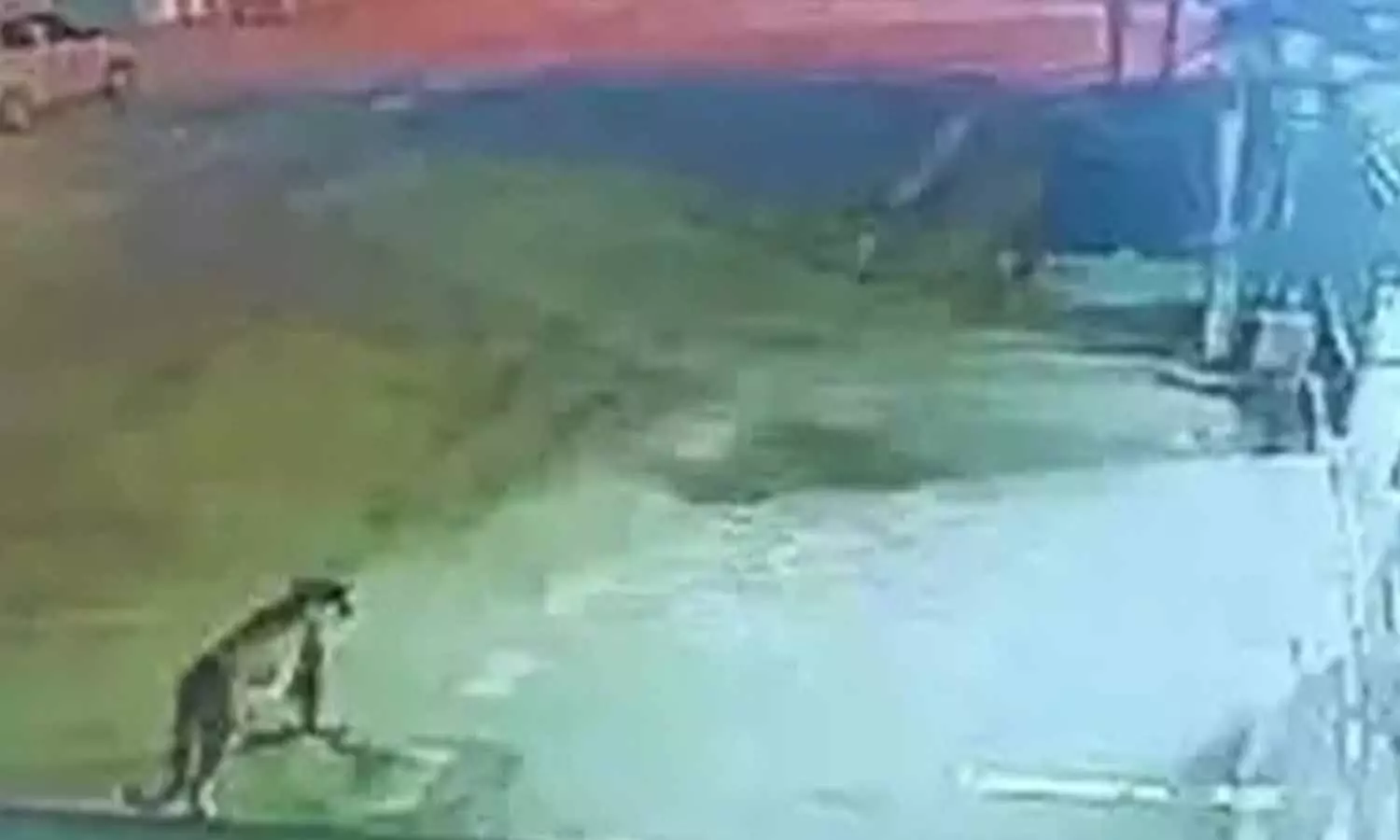 ஊருக்குள் நுழைந்த சிறுத்தை; நாய்கள் விரட்டியதால் பரபரப்பு ஊருக்குள் நுழைந்த சிறுத்தை; நாய்கள் விரட்டியதால் பரபரப்பு