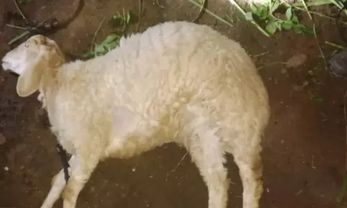 தாளவாடி அருகே ஆட்டை கடித்துக் கொன்ற சிறுத்தையால் மீண்டும் பரபரப்பு