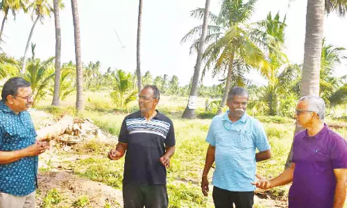 வறட்சியை  தாங்கி வளரக்கூடிய தென்னை மரங்கள் குறித்து ஆய்வு