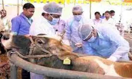 நாமக்கல் மாவட்டம் முழுவதும் 300 கால்நடை சிறப்பு முகாம்கள்