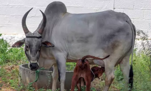 பழையகோட்டை மாட்டுச்சந்தையில் ரூ.13 லட்சத்துக்கு காங்கேயம் இன மாடுகள் விற்பனை