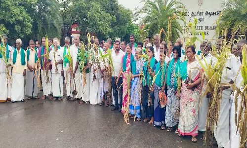 கடலூர் கலெக்டர் அலுவலகத்திற்குகருகிய மக்காச்சோளம் பயிருடன்மனு கொடுக்க வந்த விவசாயிகள்