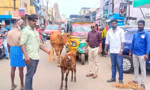 நெல்லை மாநகராட்சியில்  போக்குவரத்துக்கு இடையூறாக சுற்றி திரிந்த மாடுகளை பிடிக்கும் பணி தீவிரம்