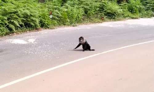 வால்பாறையில் சுற்றுலா வாகனத்தில் அடிபட்டு சிங்கவால் குரங்கு பலி