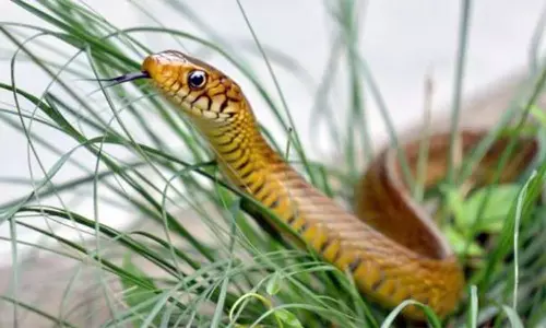 பாம்பு கடித்து இளம்பெண் சாவு