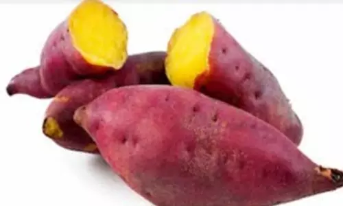 ஊட்டச்சத்துக்கள் நிறைந்தது சர்க்கரைவள்ளிக்கிழங்கு